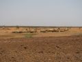 01 paysage sec a l Ouest du Niger